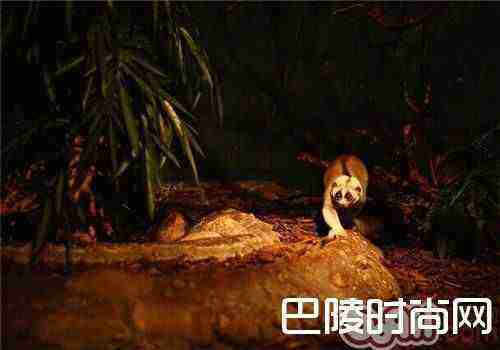 懒猴