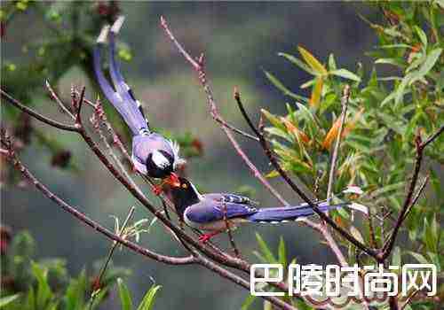 红嘴蓝鹊