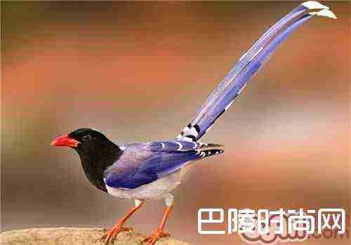 红嘴蓝鹊