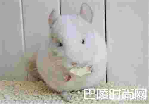 粉白龙猫