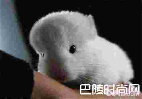 粉白龙猫