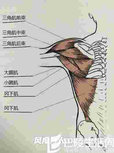 三角肌图解