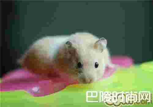 金丝熊