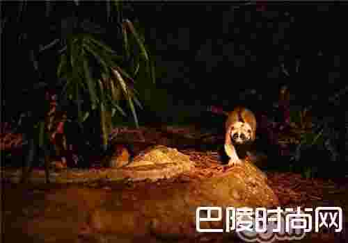 懒猴