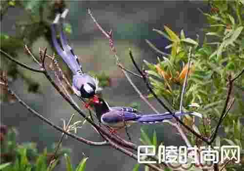红嘴蓝鹊