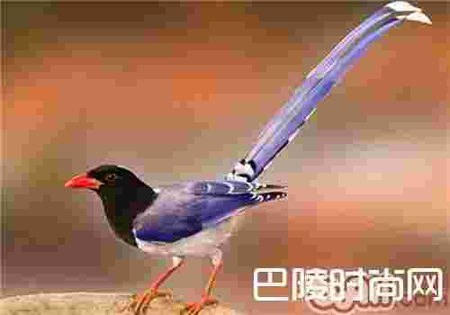 红嘴蓝鹊