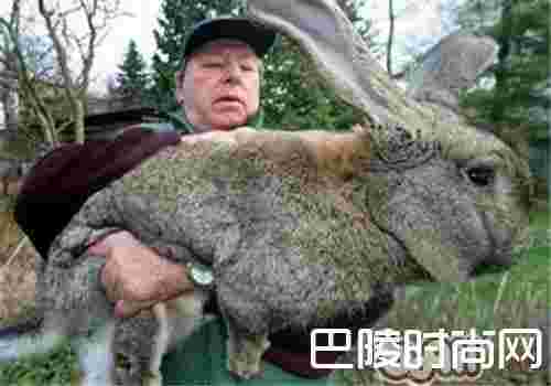 巨型花明兔