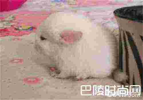 粉白龙猫