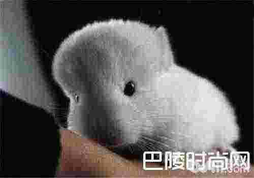 粉白龙猫