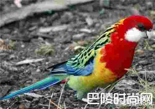 东玫瑰鹦鹉