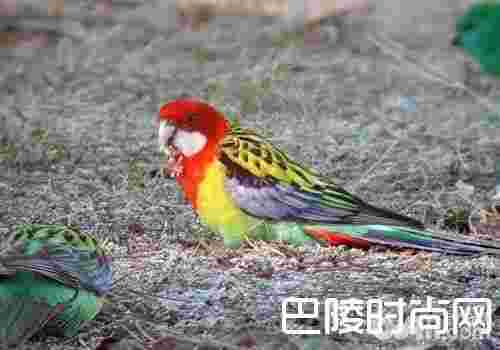 东玫瑰鹦鹉