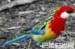 东玫瑰鹦鹉价格及智商 东玫瑰鹦鹉好养吗