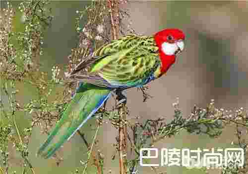 东玫瑰鹦鹉