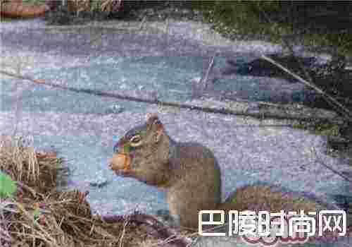 岩松鼠