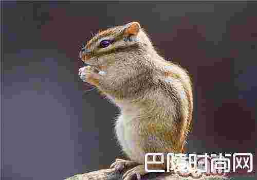 岩松鼠