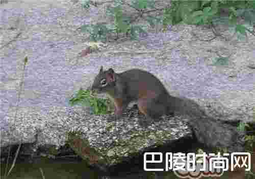 岩松鼠