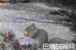 岩松鼠价格及智商 岩松鼠好养吗多少钱一