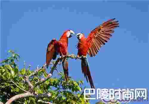 绿翅金刚鹦鹉