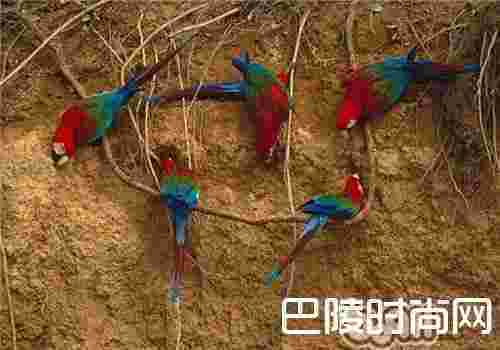 绿翅金刚鹦鹉