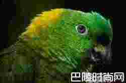 黄颈亚马逊鹦鹉价格及智商 黄颈亚马逊鹦