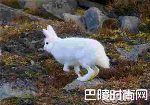 北极兔