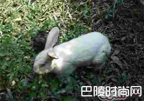 佛州大白兔