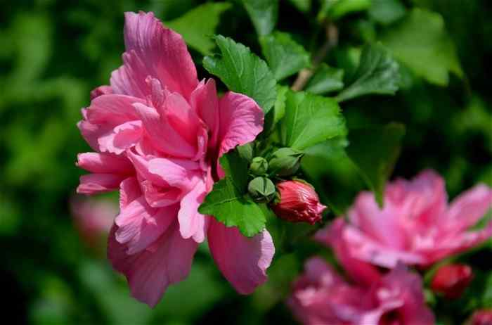 美丽的芙蓉花特写图片大全