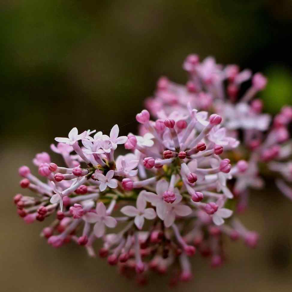 唯美的丁香花特写图片欣赏
