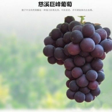 产品名称八